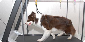 Dog on a treadmill