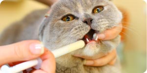 Cat treated by oral medication