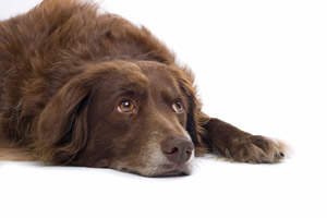 canine bladder stones