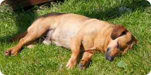 Dog resting on the lawn