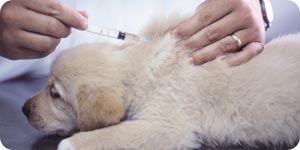 Dog getting an injection