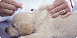 Golden retriever puppy vaccination