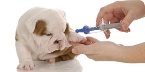 Puppy vaccinne