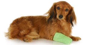 Photo of a wounded dog