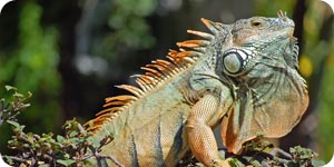 Iguana in the wild