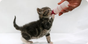 Pet cat drinking milk