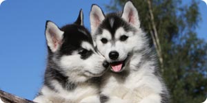 Husky puppies