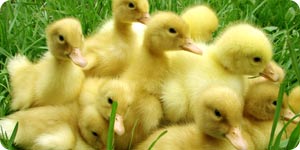 Healthy ducklings
