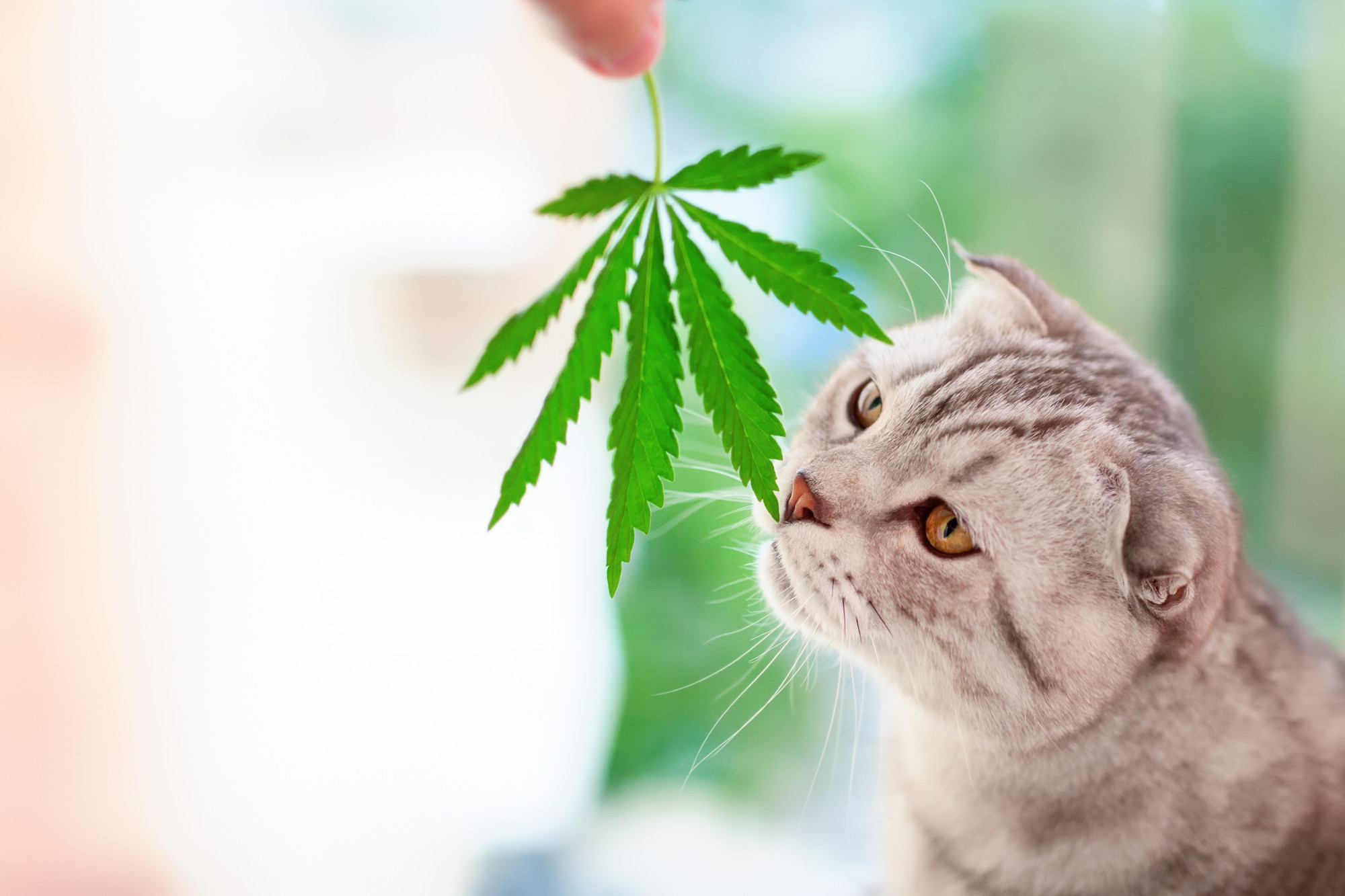 cat sniffs marijuana leaf
