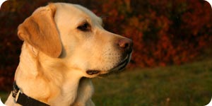 Yellow labrador retriever